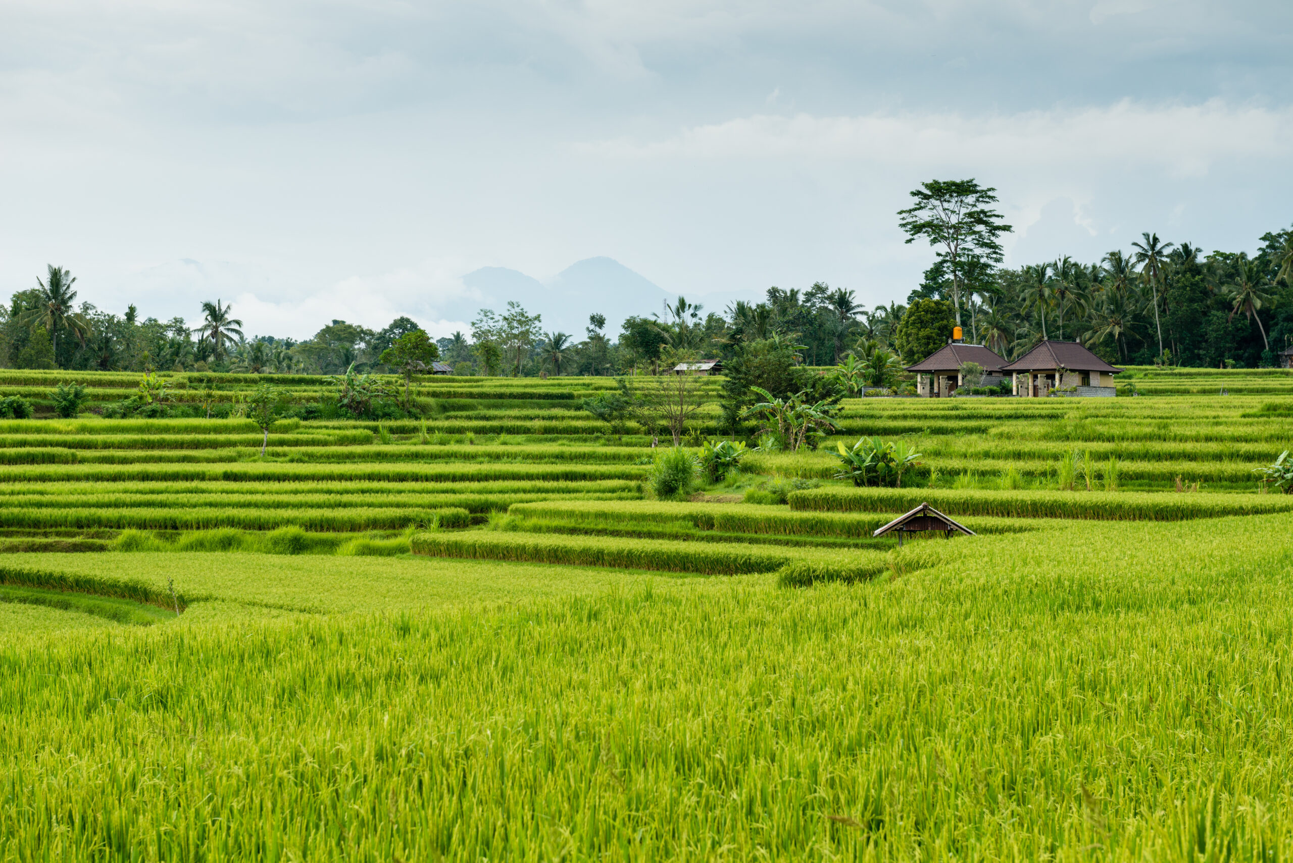 Beautiful green lush rice terrace fields in Bali