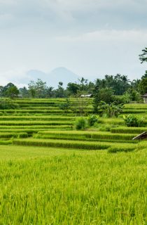 Beautiful green lush rice terrace fields in Bali